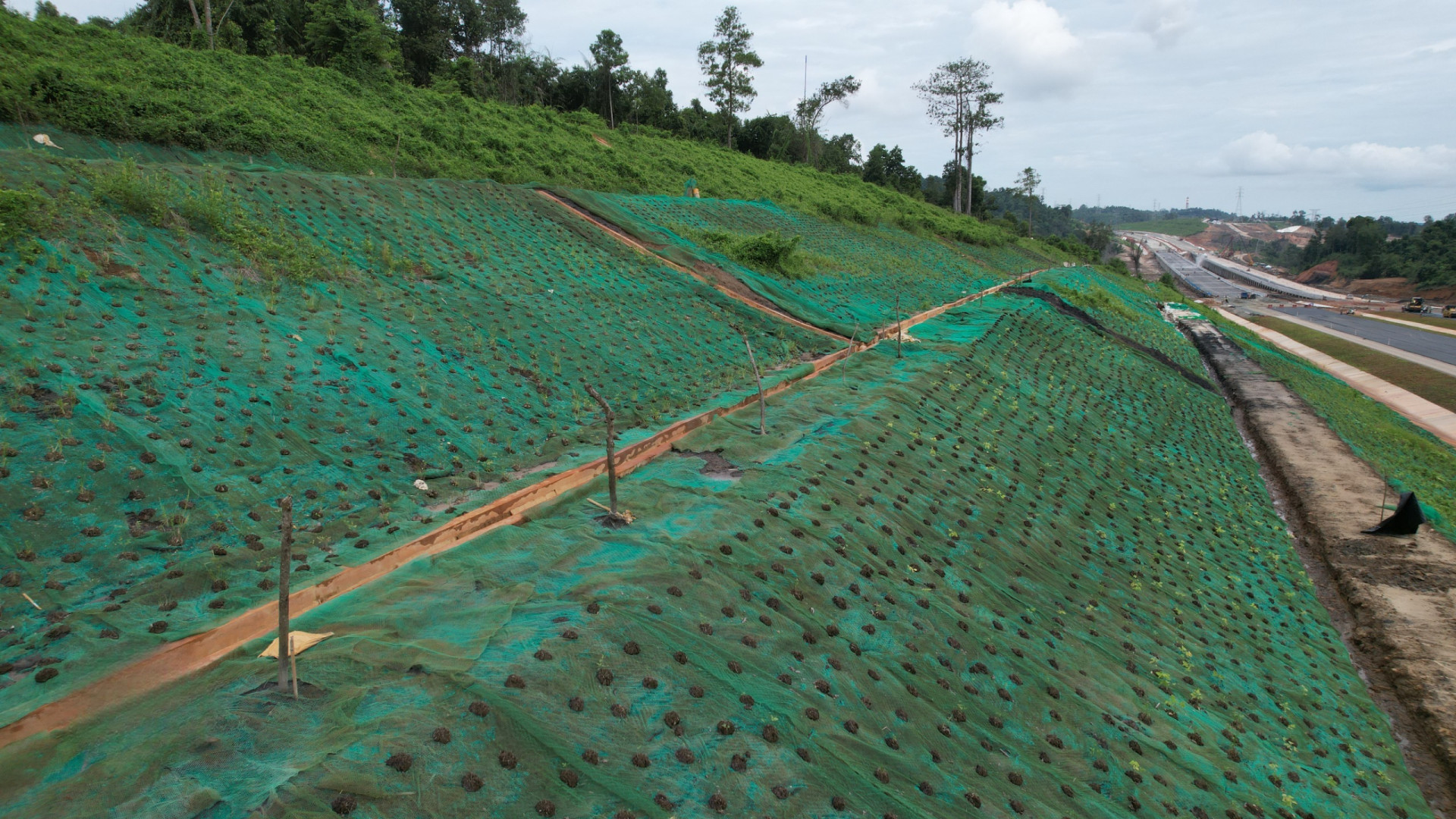 100 Species of Endemic Javanese Trees Planted Along IKN 3B Toll Road Image